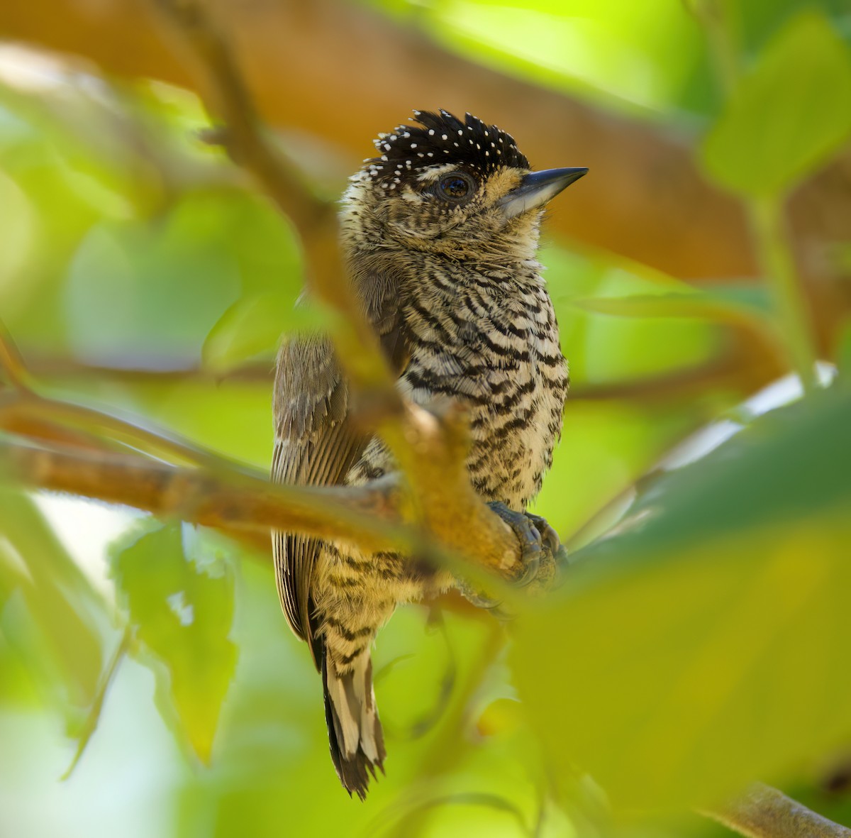 Carpinterito Variable - ML646336104