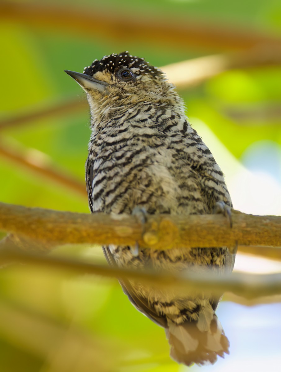 Carpinterito Variable - ML646336105