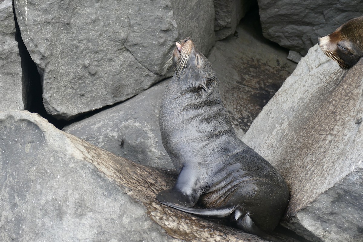 Galápagos Sea Lion - ML646336108