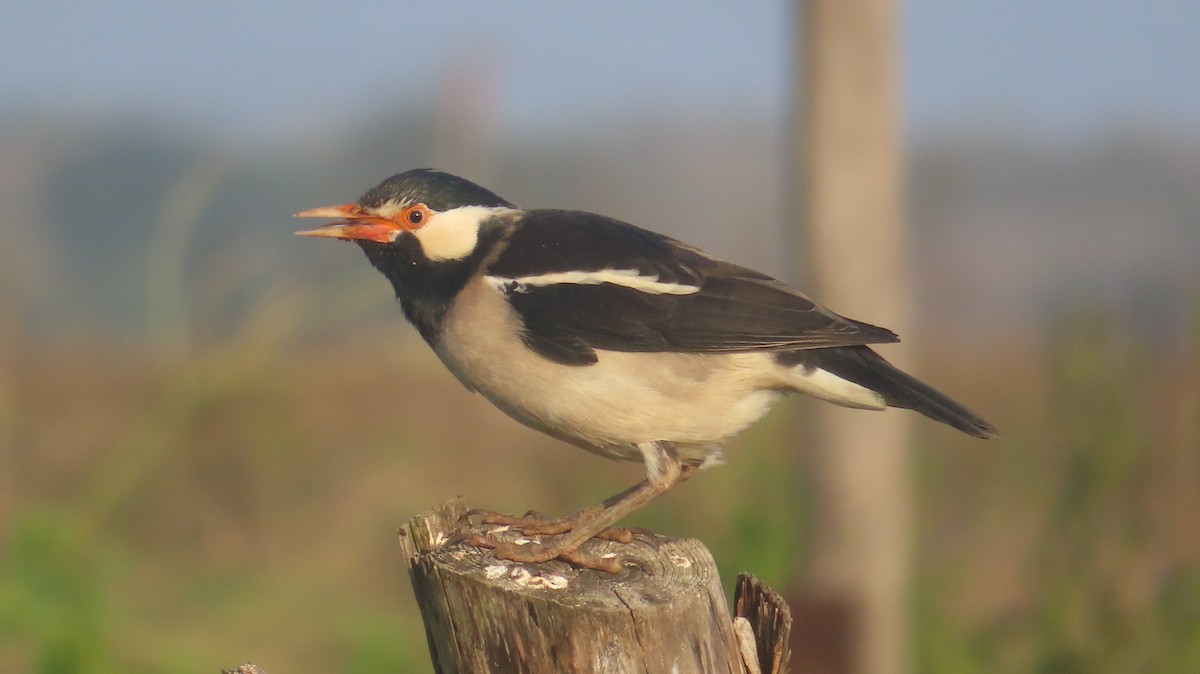 Indian Pied Starling - ML646336109