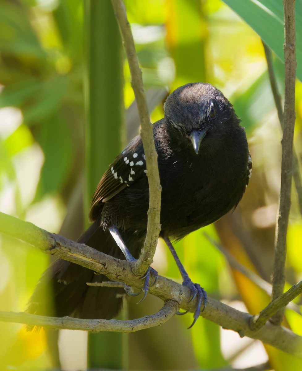 Marsh Antwren (Sao Paulo) - ML646336112