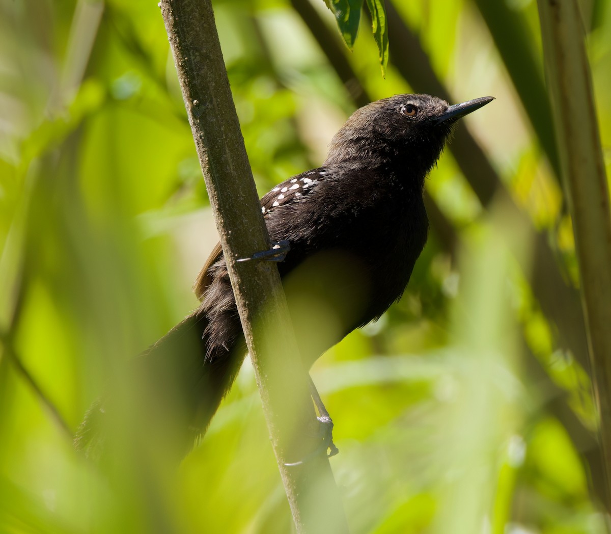 Marsh Antwren (Sao Paulo) - ML646336114