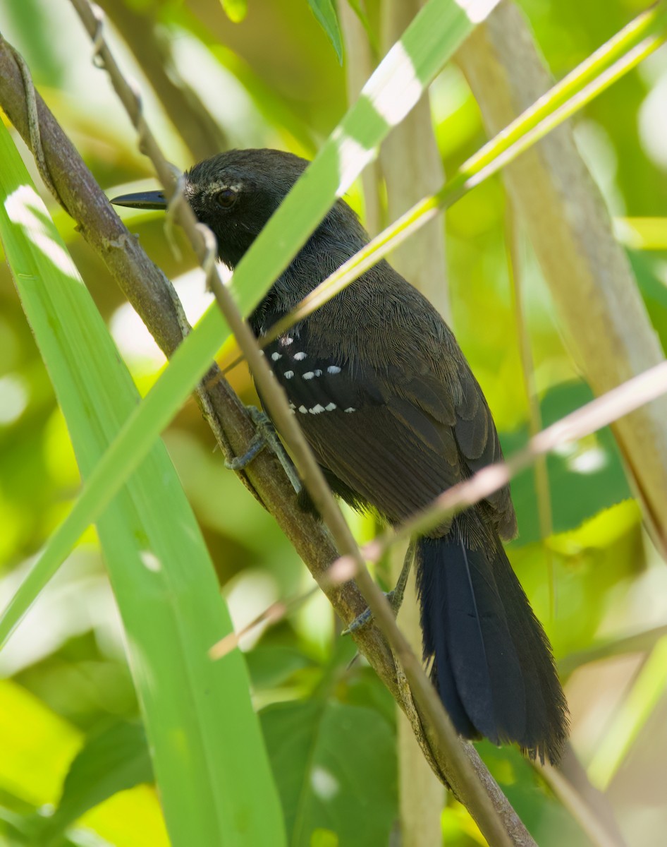 Marsh Antwren (Sao Paulo) - ML646336115