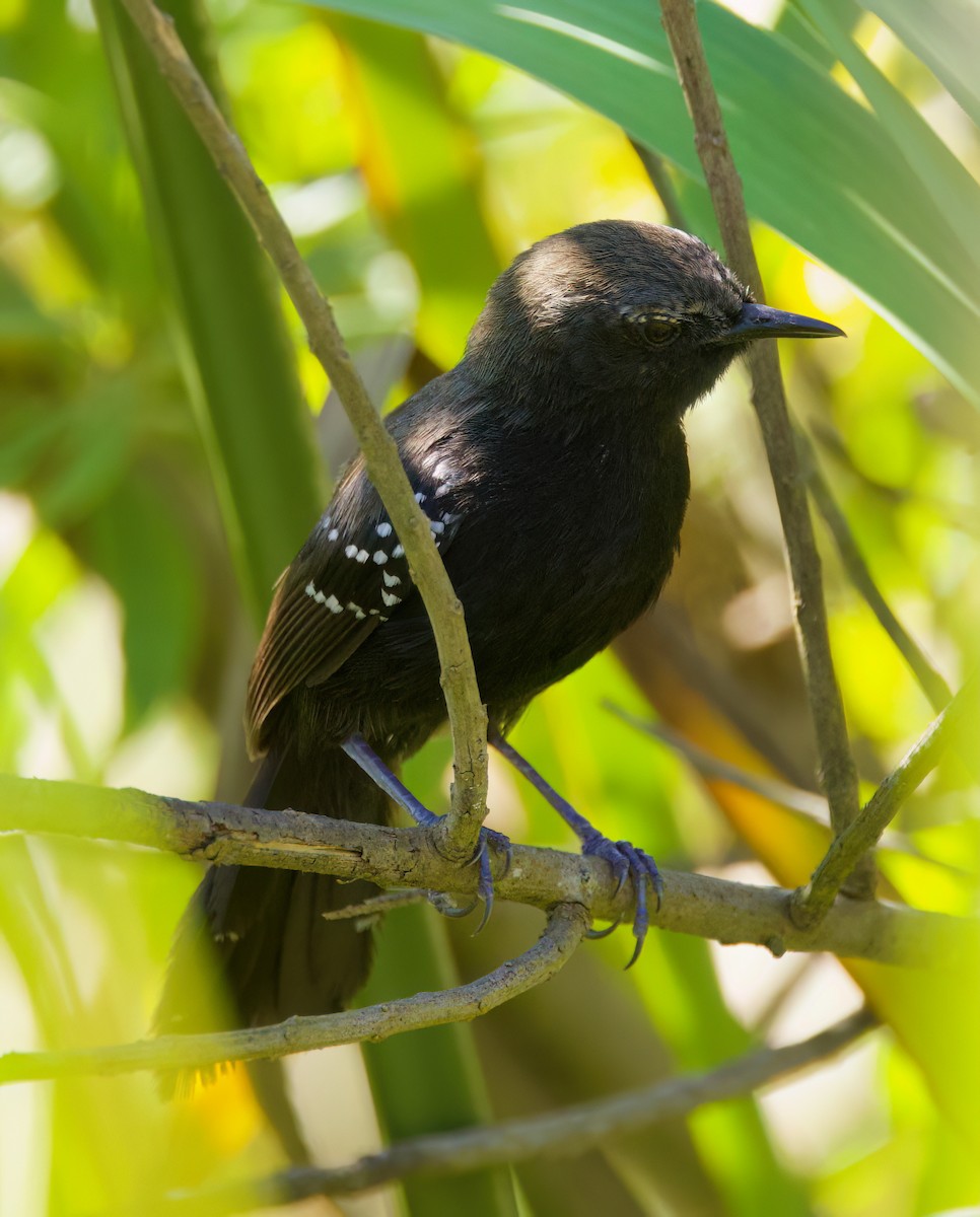 Marsh Antwren (Sao Paulo) - ML646336117