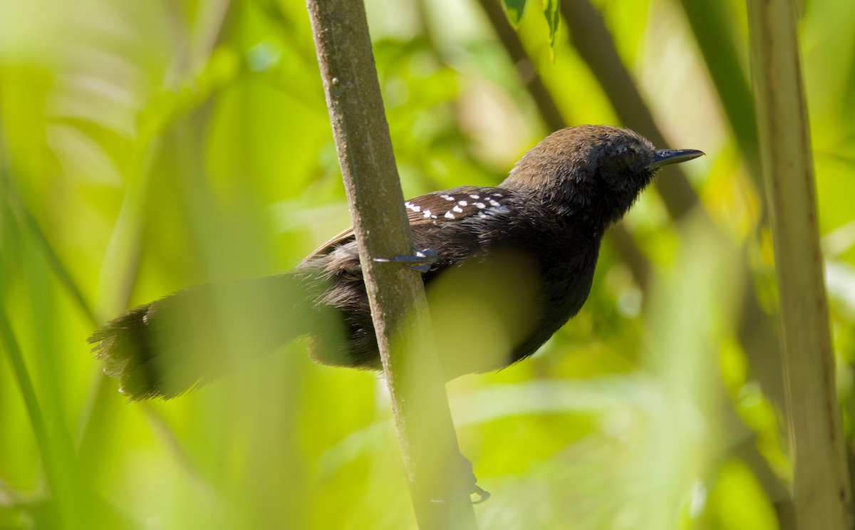 Marsh Antwren (Sao Paulo) - ML646336118