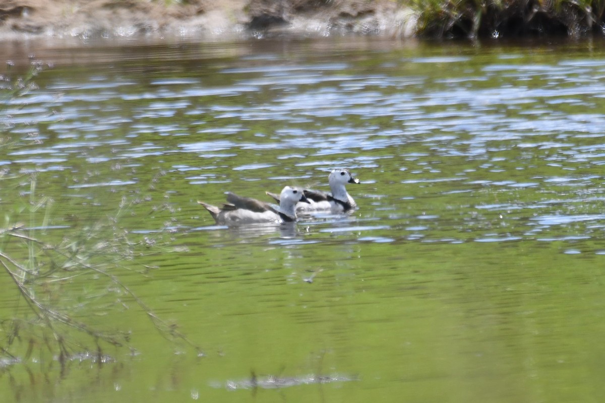 Cotton Pygmy-Goose - ML646336122