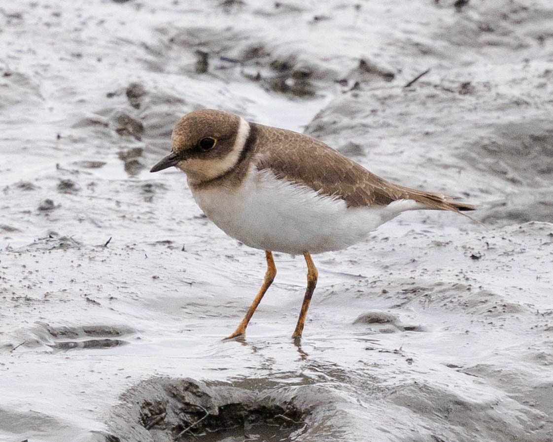 Little Ringed Plover - ML646336124