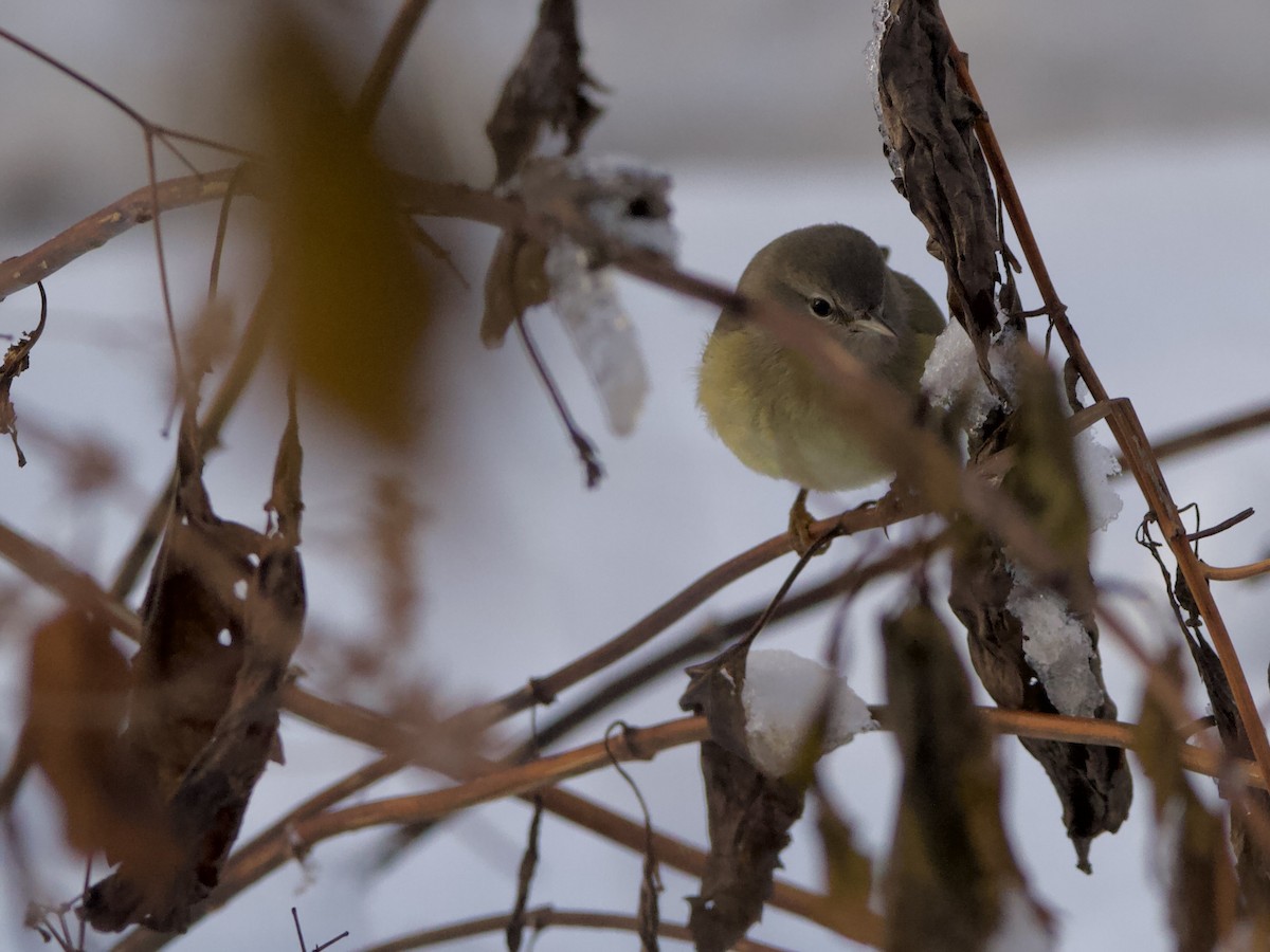 Orange-crowned Warbler - ML646336125