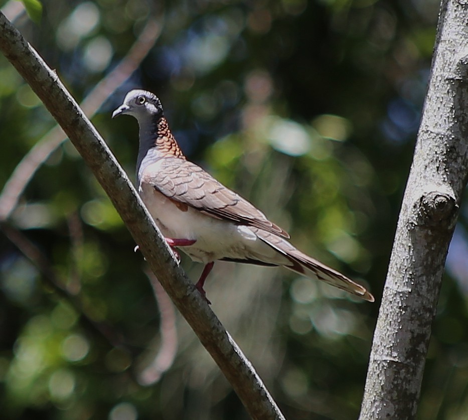 Bar-shouldered Dove - ML646336126