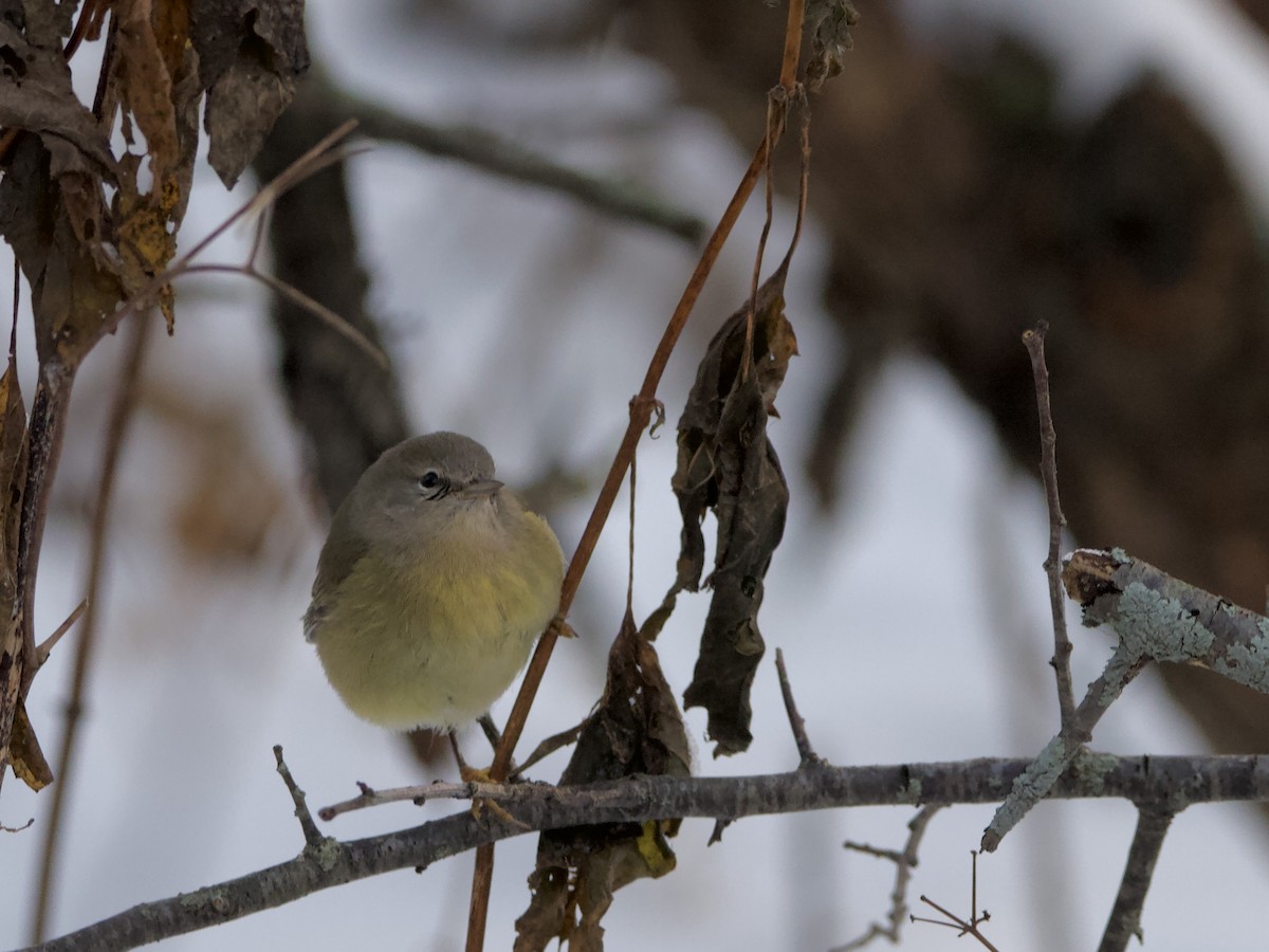 Orange-crowned Warbler - ML646336128