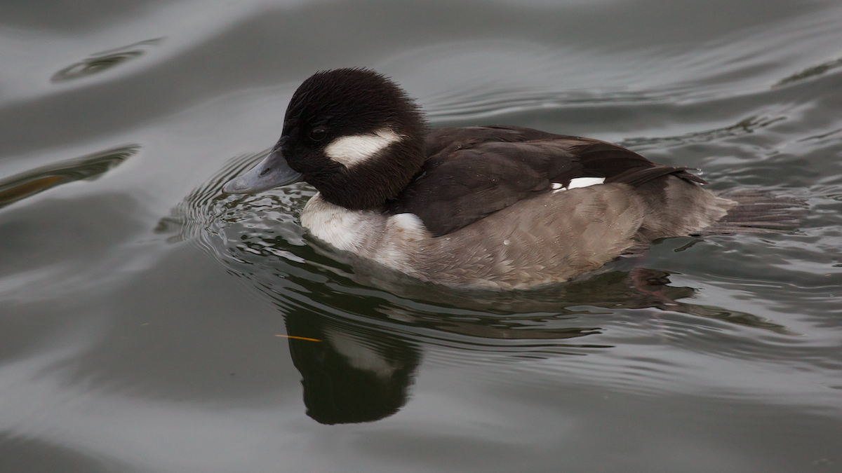 Murgilari buruzuria - ML646336129