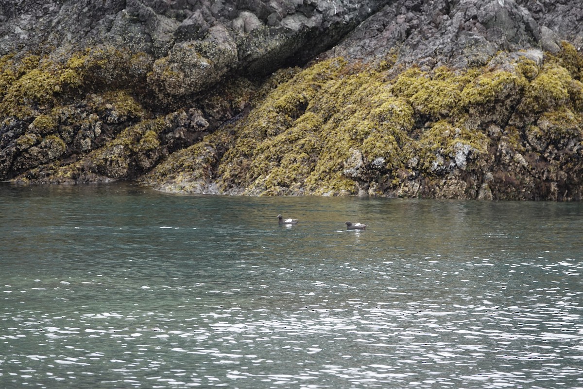 Pottorro hegalzuri aleutiarra - ML646336130