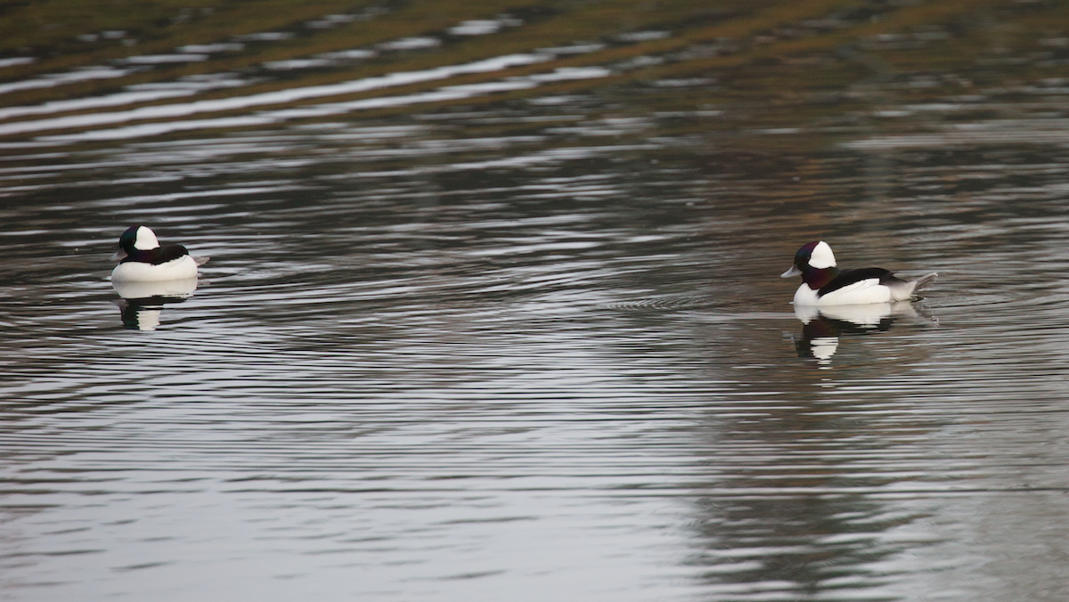 Murgilari buruzuria - ML646336131