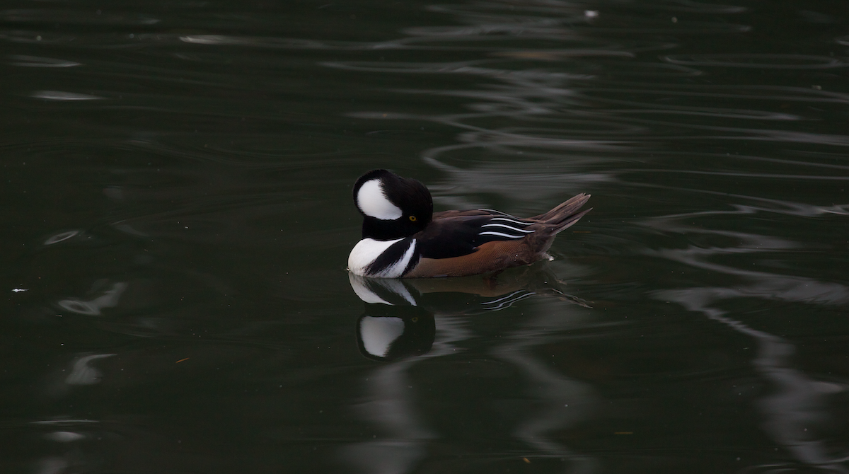 Zerra buruhandia - ML646336132