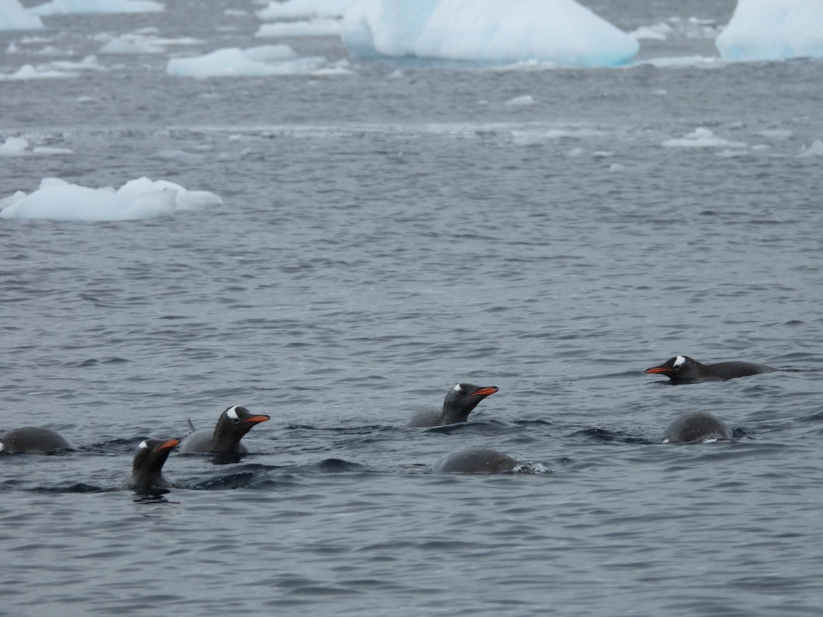 Gentoo Penguin - ML646336133