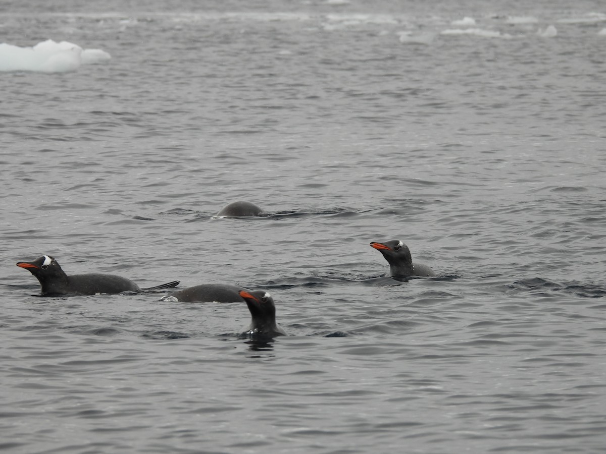 Gentoo Penguin - ML646336134