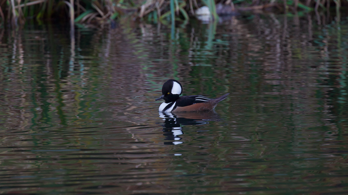 Zerra buruhandia - ML646336135