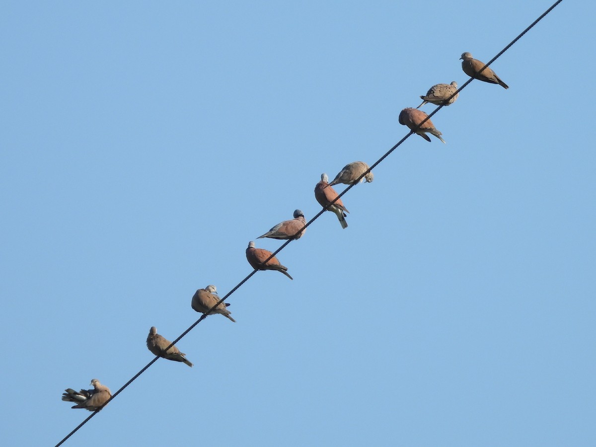 Usapal burugrisa - ML646336136