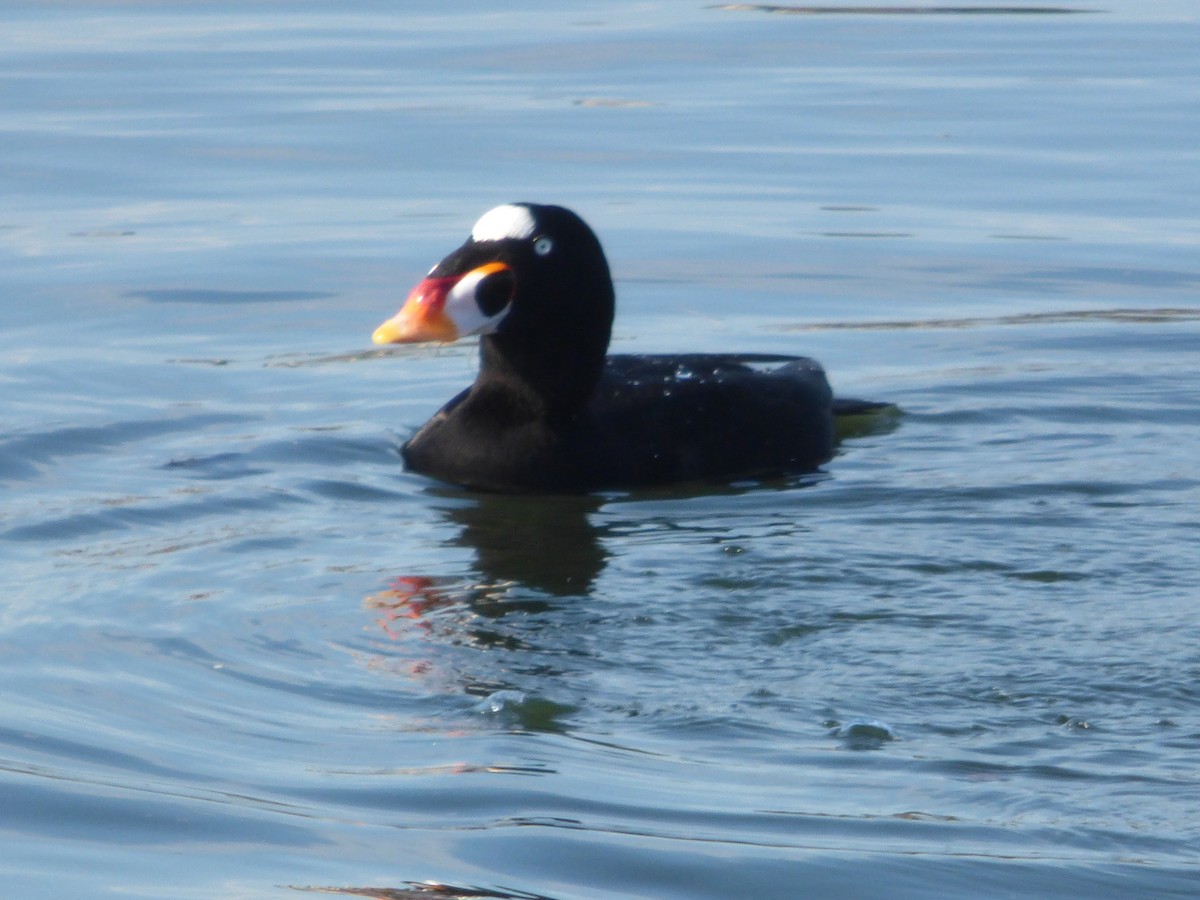 Ahatebeltz kopetazuria - ML646336137