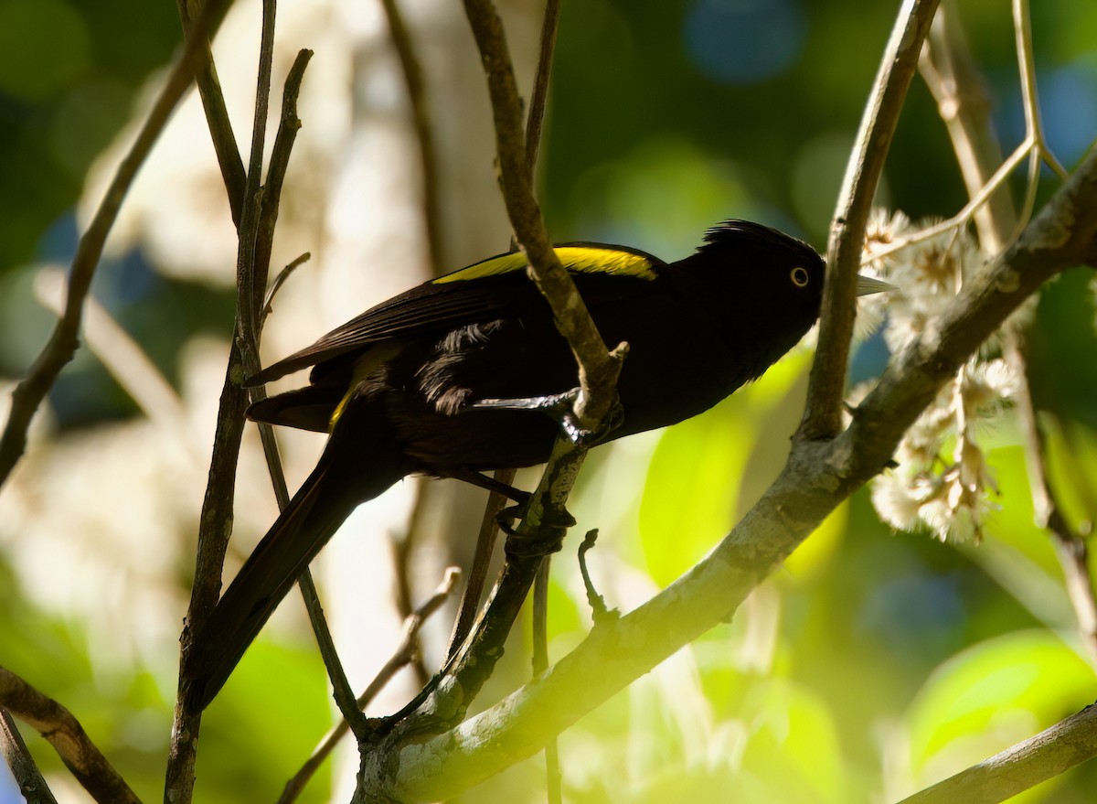 Golden-winged Cacique - ML646336138