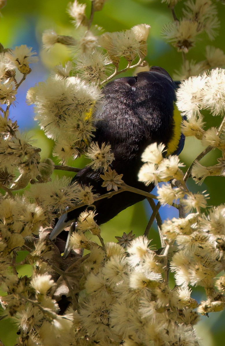 Golden-winged Cacique - ML646336139