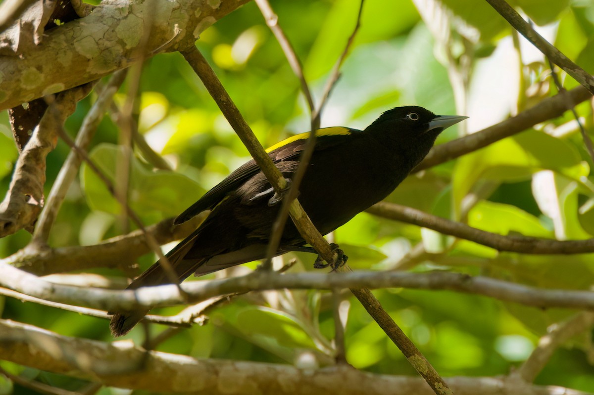 Golden-winged Cacique - ML646336140