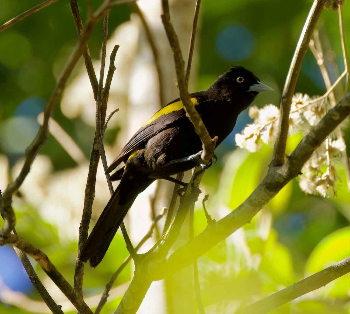 Golden-winged Cacique - ML646336142