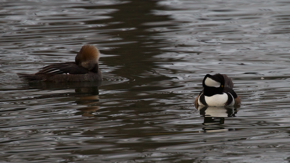 Zerra buruhandia - ML646336143