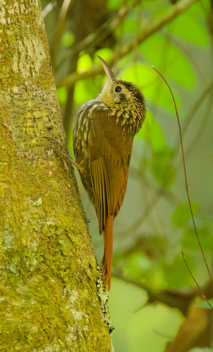 Lesser Woodcreeper - ML646336145