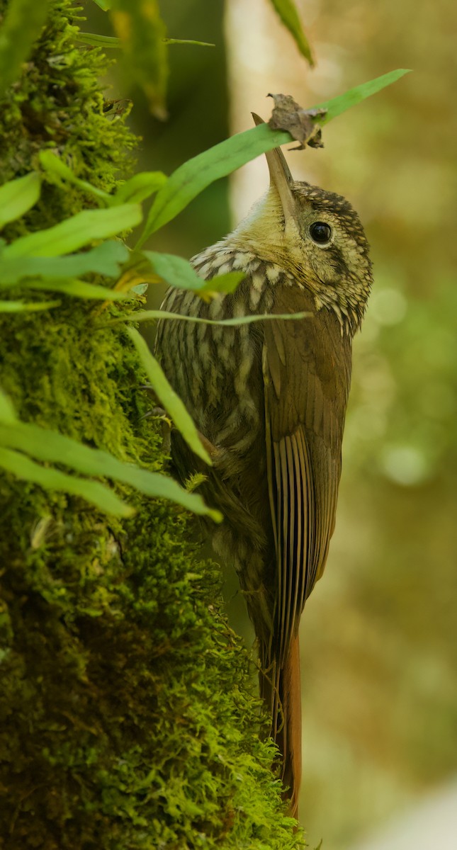 Lesser Woodcreeper - ML646336146