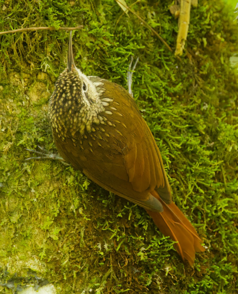 Lesser Woodcreeper - ML646336147