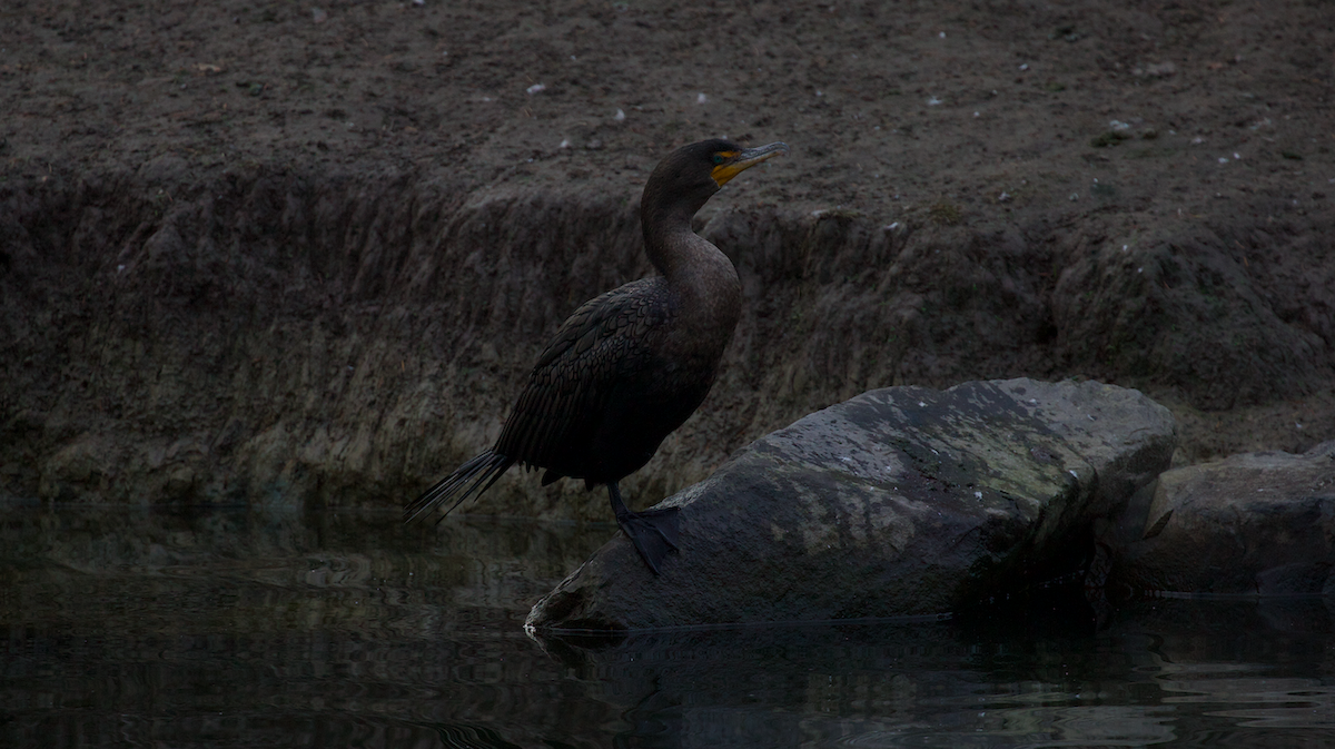 Ubarroi belarriduna - ML646336148