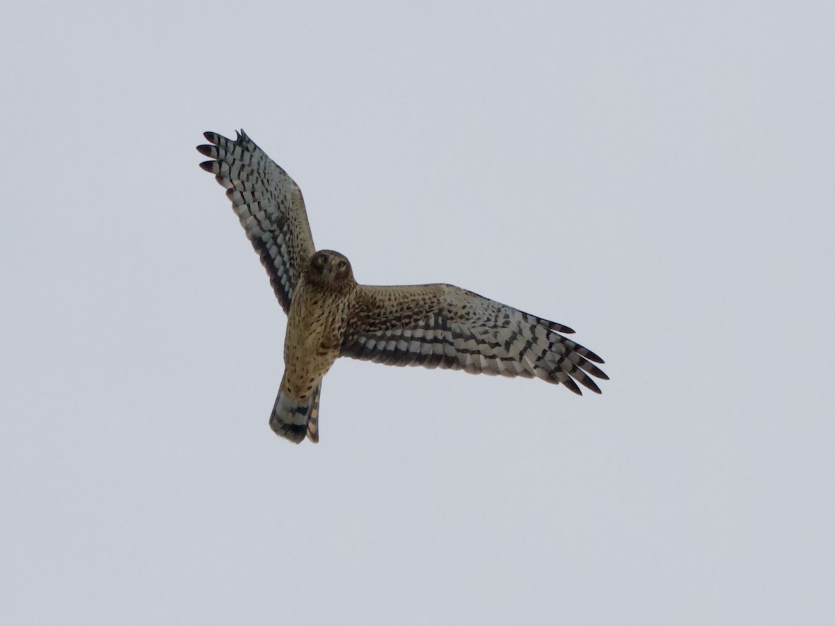 Mirotz zuri iparramerikarra - ML646336149