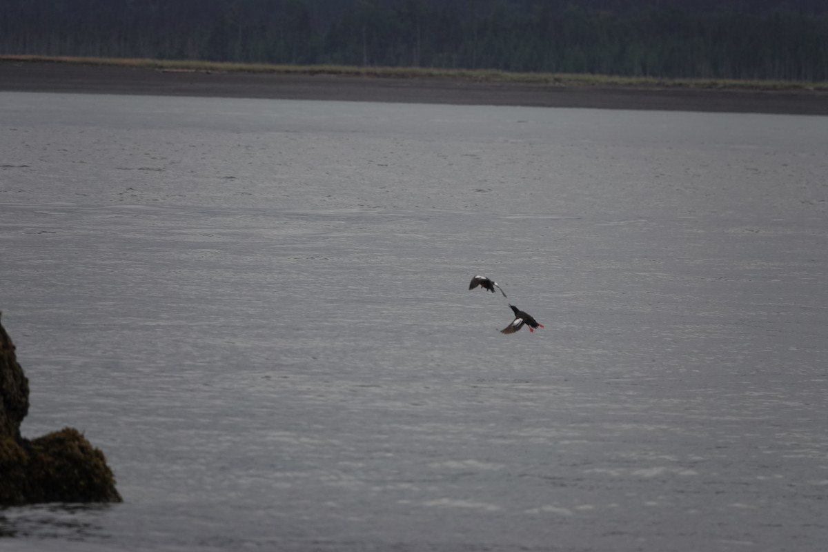 Pottorro hegalzuri aleutiarra - ML646336150