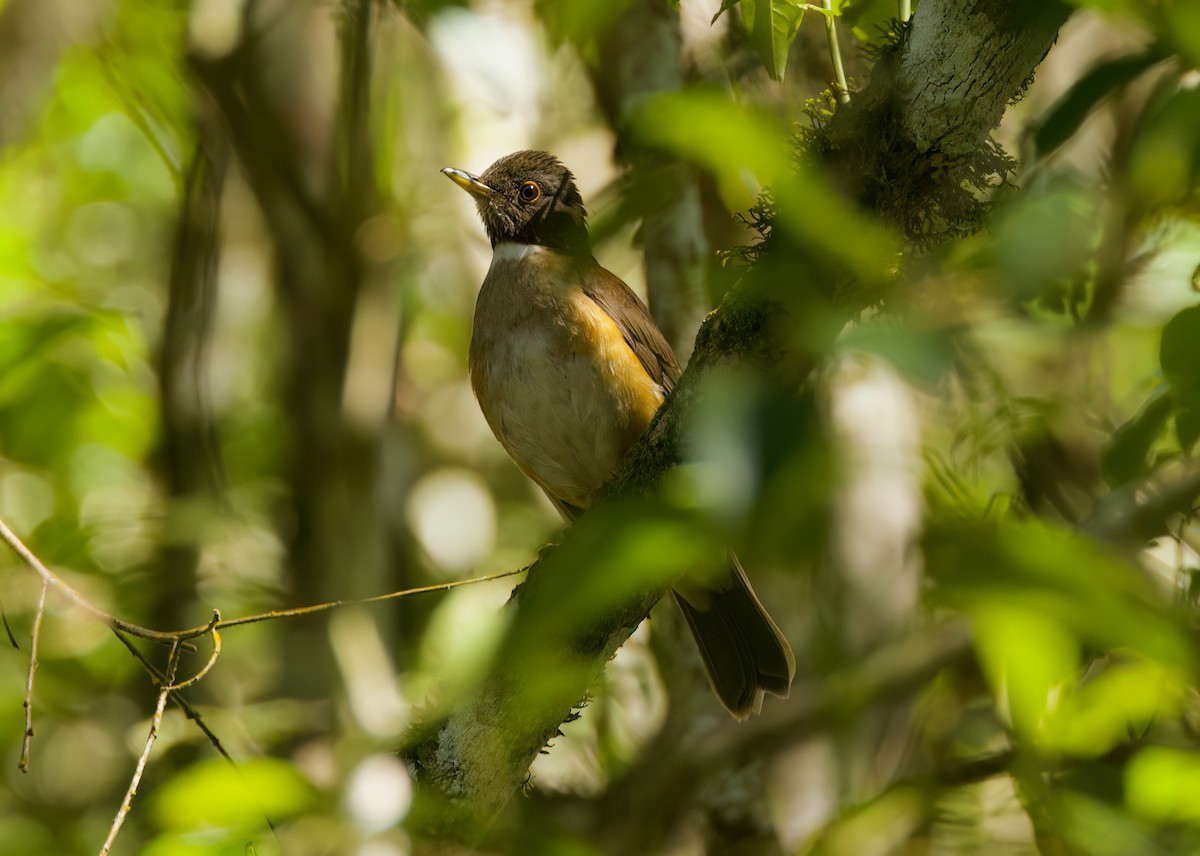 White-necked Thrush - ML646336151