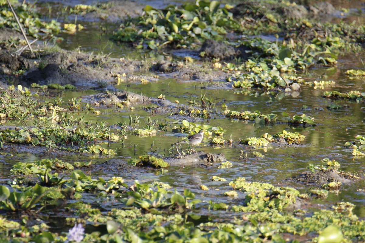 Buztanikara horia - ML646336152