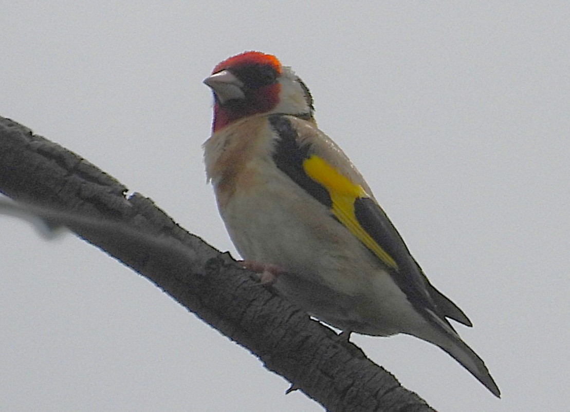 Kardantxiloa - ML646336153