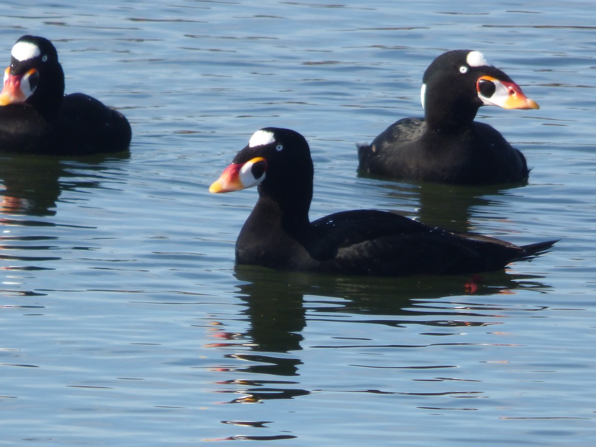 Ahatebeltz kopetazuria - ML646336154