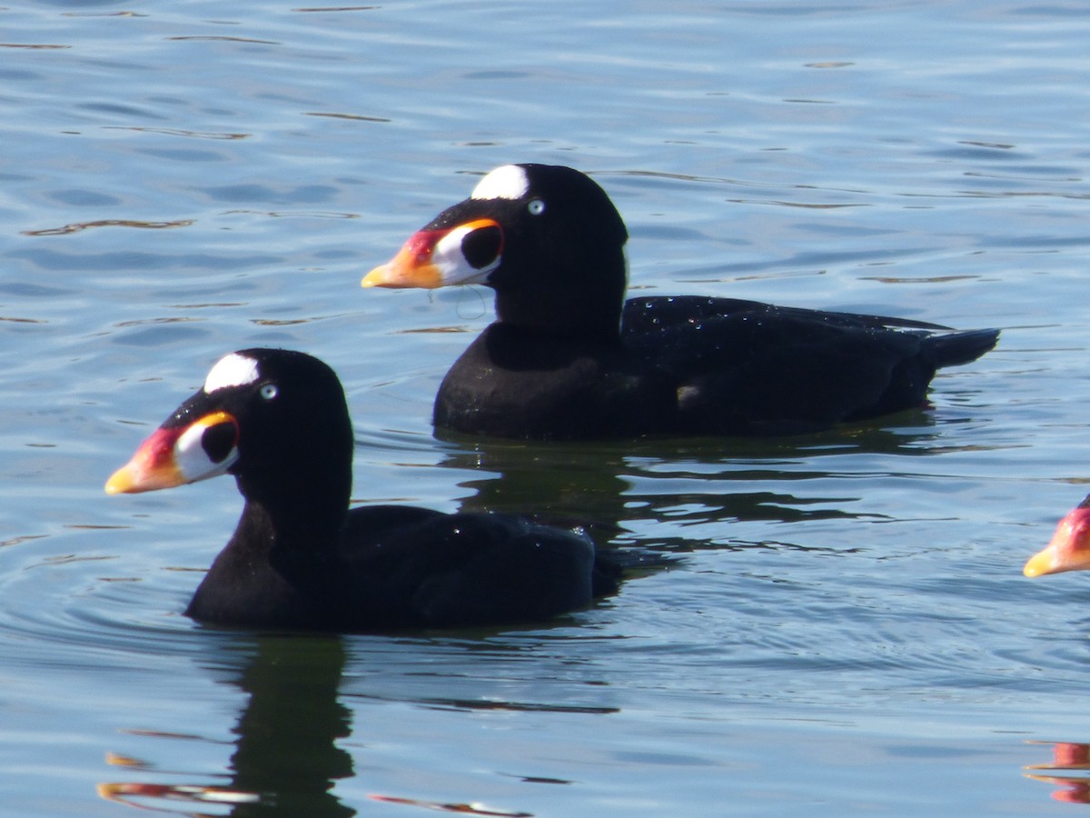 Ahatebeltz kopetazuria - ML646336155