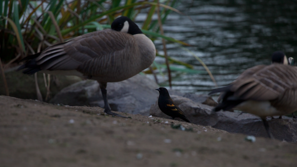 Red-winged Blackbird (Red-winged) - ML646336156