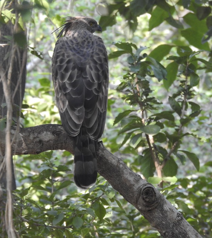 Changeable Hawk-Eagle (Crested) - ML646336157