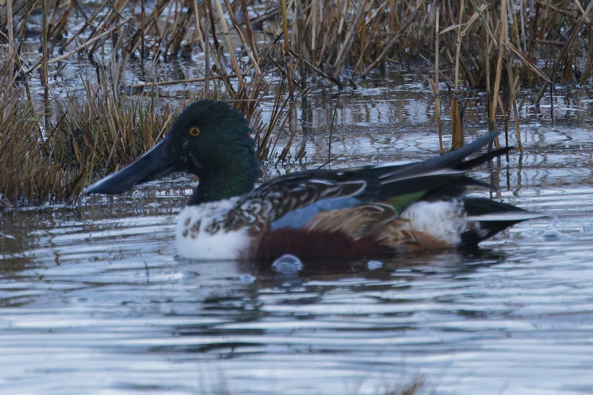 Ahate mokozabal zuria - ML646336158