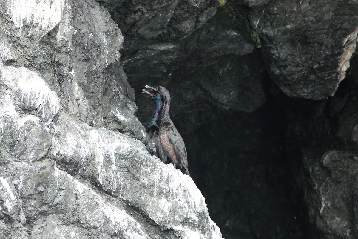 Pelagic Cormorant - ML646336159