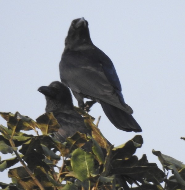 巨嘴鴉 - ML646336163