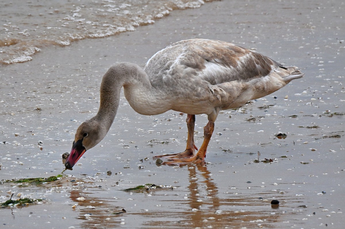 labuť malá - ML646336164