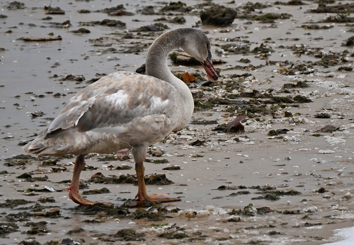 labuť malá - ML646336165