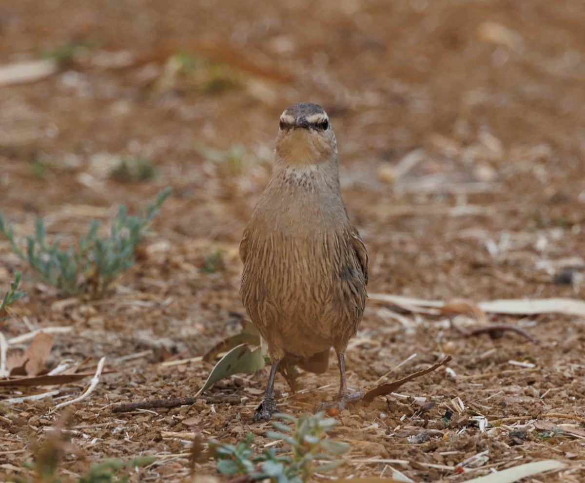 Brown Treecreeper - ML646336168