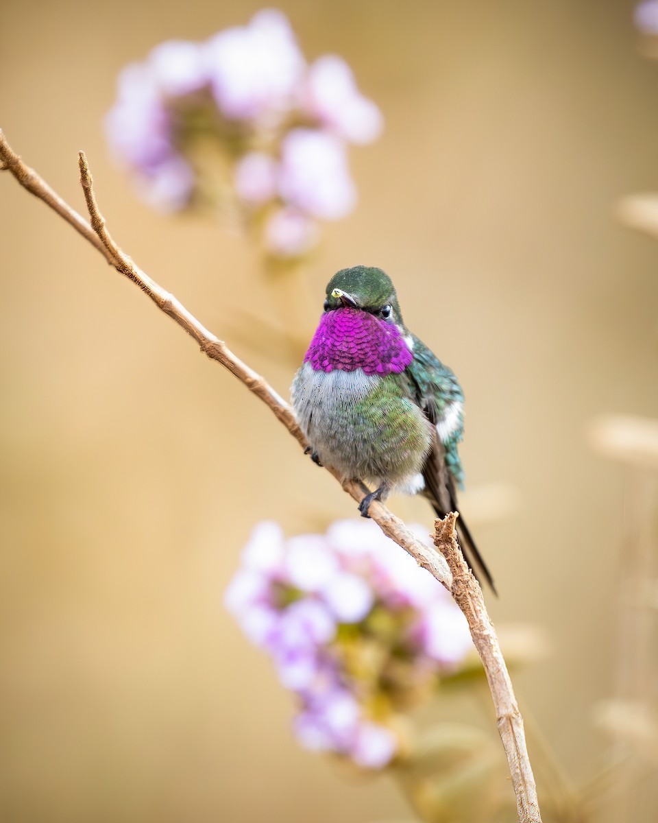 Amethyst Woodstar - ML646336171