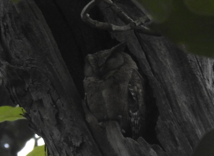 Indian Scops-Owl - ML646336172