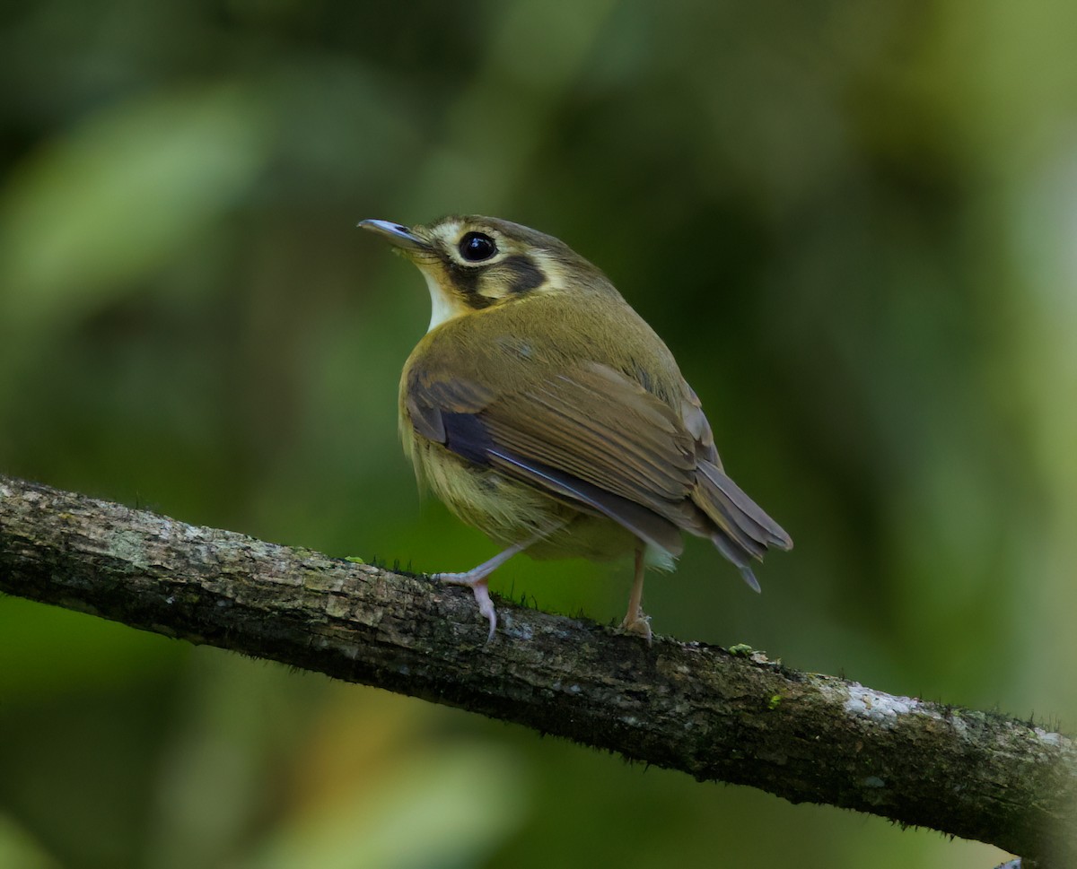 Platyrhynque à moustaches - ML646336178
